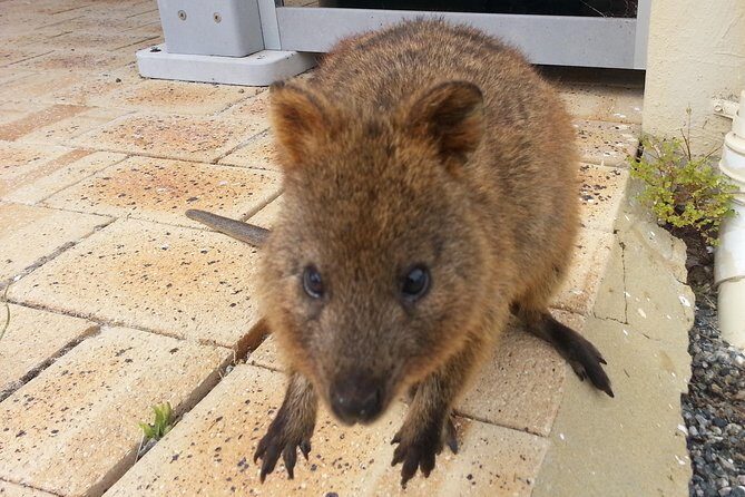 Wave Rock, Pinnacles and Rottnest One Day Aeroplane Tour - Price and Value: What You’re Paying For